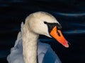 Beautiful close-up of portrait of adult mute swan cygnus olor with focus on eye and head covered with water droplets with deep Royalty Free Stock Photo