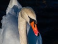 Beautiful close-up of portrait of adult mute swan cygnus olor with focus on eye and head covered with water droplets with deep Royalty Free Stock Photo