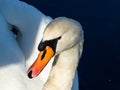 Beautiful close-up of portrait of adult mute swan cygnus olor with focus on eye and head covered with water droplets with deep Royalty Free Stock Photo