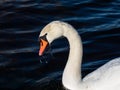 Beautiful close-up of portrait of adult mute swan cygnus olor with focus on eye and head with deep blue, dark background in Royalty Free Stock Photo