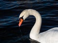 Beautiful close-up of portrait of adult mute swan cygnus olor with focus on eye and head with deep blue, dark background in Royalty Free Stock Photo