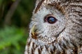 Owl portrait over blurred green background Royalty Free Stock Photo