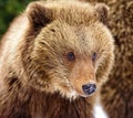 Beautiful close up portrait of the brown bear cub Ursus arctos Royalty Free Stock Photo