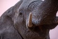 A beautiful close up portrait of an elephant face, eye, mouth, tusk and trunk Royalty Free Stock Photo