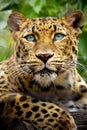 Beautiful close up portrait of an endangered Amur Leopard