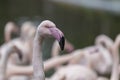 Beautiful Close-up Portrait Of Greater Flamingo - Phoenicopteriformes