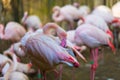 Beautiful Close-up Portrait Of Greater Flamingo - Phoenicopteriformes With Nice Background And Bokeh