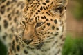 Beautiful close up portrait of Jaguar panthera onca in colorful