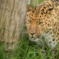 Beautiful close up portrait of Jaguar panthera onca in colorful