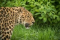 Beautiful close up portrait of Jaguar panthera onca in colorful