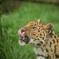 Beautiful close up portrait of Jaguar panthera onca in colorful