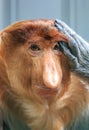 Proboscis monkey portrait Royalty Free Stock Photo