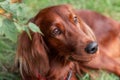 Beautiful close up portrait of red irish setter breed dog face Royalty Free Stock Photo