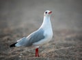 Beautiful close-up portrait of sea gull bird, on a sandy beach Royalty Free Stock Photo