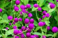 Beautiful Close up purple amaranth flower nature