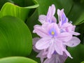 Close up of purple common water hyacinth Royalty Free Stock Photo