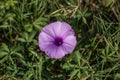 Beautiful close up purple morning glories flower. Royalty Free Stock Photo