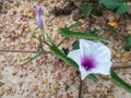 Beautiful close up purple morning glories flower on ground. Royalty Free Stock Photo