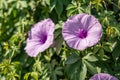 Beautiful close up purple morning glories flower. Royalty Free Stock Photo