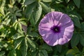 Beautiful close up purple morning glories flower. Royalty Free Stock Photo