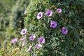 Beautiful close up purple morning glories flower. Royalty Free Stock Photo