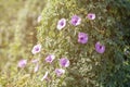 Beautiful close up purple morning glories flower. Royalty Free Stock Photo