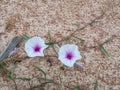 Beautiful close up purple morning glories flower on ground. Royalty Free Stock Photo