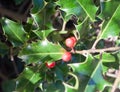 Beautiful close up red holly berries with evergreen leaves Royalty Free Stock Photo