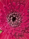 Beautiful close up of red gerbera flower. Royalty Free Stock Photo