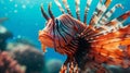 Beautiful close-up Red Lionfish in a beautiful blue ocean