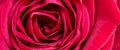 Beautiful close up red rose.Blooming bright red flower.Floral background.scarlet flowering roses. Web banner Royalty Free Stock Photo