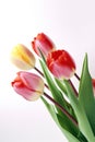 Beautiful Close-Up Red and Yellow Tulips. Generative AI Royalty Free Stock Photo