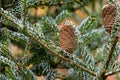 Beautiful close-up of ripe brown cones on the branches of fir Abies koreana Silberlocke with green and silvery spruce needles