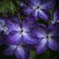 Beautiful close up of Royal Purple Jackmanii Clematic in full bl