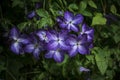 Beautiful close up of Royal Purple Jackmanii Clematic in full bl