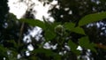 Beautiful Close-up of a Rubus Rosifolius flower not yet in bloom