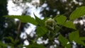 Beautiful Close-up of a Rubus Rosifolius flower not yet in bloom