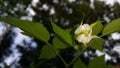 Beautiful Close-up of a Rubus Rosifolius flower not yet in bloom