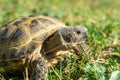 Close-up of a Russian tortoise or Horsfield tortoise, Agrionemys horsfieldii, lying in the grass