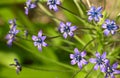 Close-up of a scilla peruviana flower