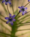 Close-up of a scilla peruviana flower