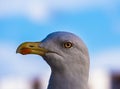 Beautiful close-up of a seagull with Venice in the background Royalty Free Stock Photo