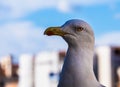 Beautiful close-up of a seagull with Venice in the background Royalty Free Stock Photo