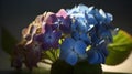 Beautiful close up shot of blue purple French hydrangea flower and some leaf studio shot