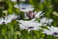 Beautiful close up shot of Blue and white Daisybush, Cape Daisy Royalty Free Stock Photo