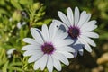 Beautiful close up shot of Blue and white Daisybush, Cape Daisy Royalty Free Stock Photo