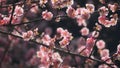 a closeup of cherry blossoms at hongkong Kadoorie Farm and Botanic Garden Royalty Free Stock Photo