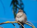 Beautiful close-up shot of female House Sparrow (Passer domesticus) with fluffy plumage sitting on a tree branch Royalty Free Stock Photo