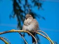 Female House Sparrow (Passer domesticus) with fluffy plumage sitting on a tree branch with sky Royalty Free Stock Photo