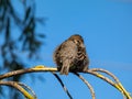 Beautiful close-up shot of female House Sparrow (Passer domesticus) with fluffy plumage sitting on a tree branch Royalty Free Stock Photo